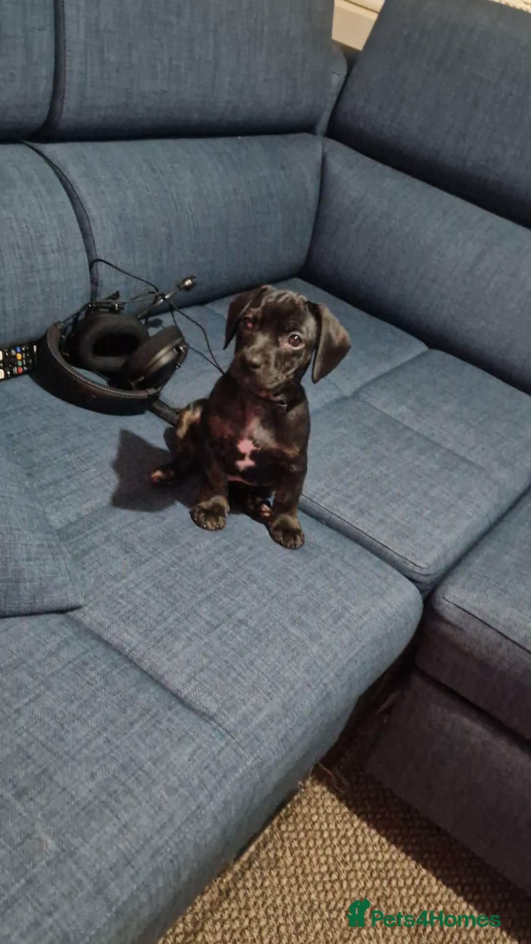 Mixed Breed dogs French bulldog X dachhund  - Advert 6