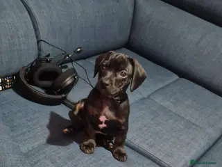 Mixed Breed dogs French bulldog X dachhund - Advert 6