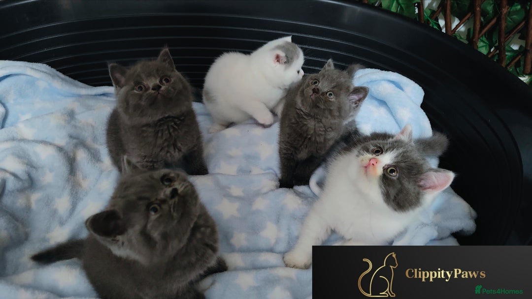 British Shorthair cats for sale: GCCF registered chunky British Shorthair kittens  - Image 2