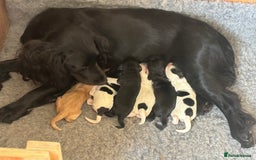 Cocker Spaniel dogs for sale: Working cocker spaniels for sale  - Image 20