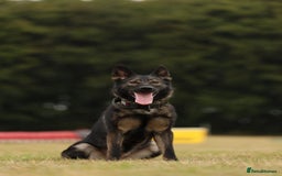 German Shepherd dogs for sale: 🧬Working Line German Shepherds, Full HealthTested - Image 3