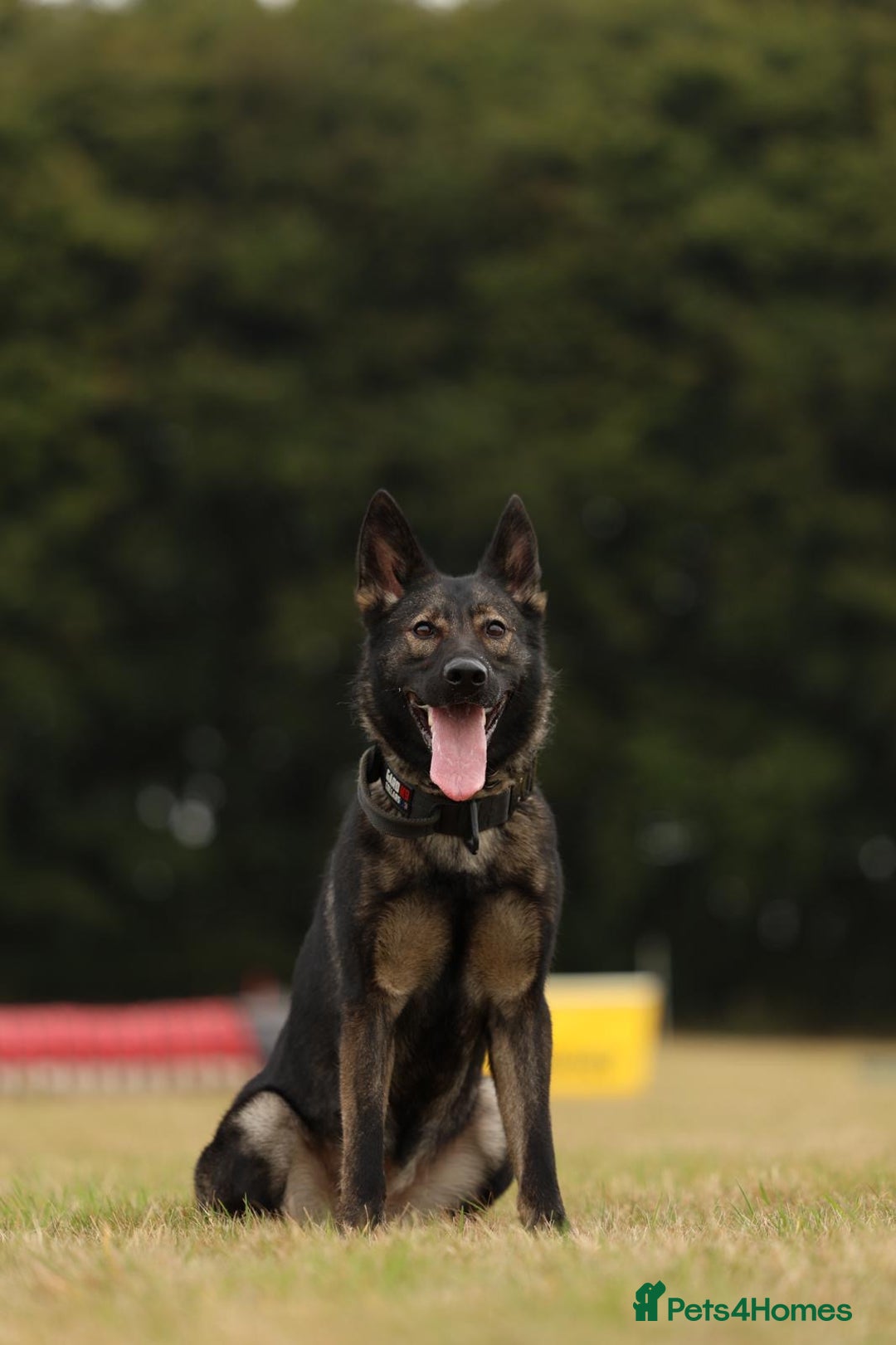 German Shepherd dogs for sale: 🧬Working Line German Shepherds, Full HealthTested - Image 3