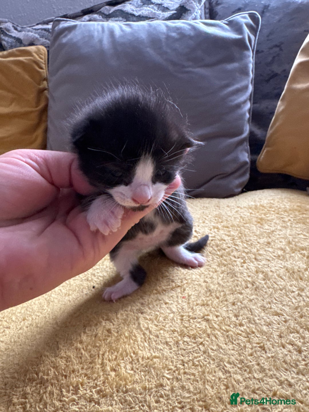 Mixed Breed cats for sale: Stunning, cuddly mixed breed kittens  - Image 12