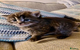 Maine Coon cats for sale: Kittens for sale half main coon - Image 16