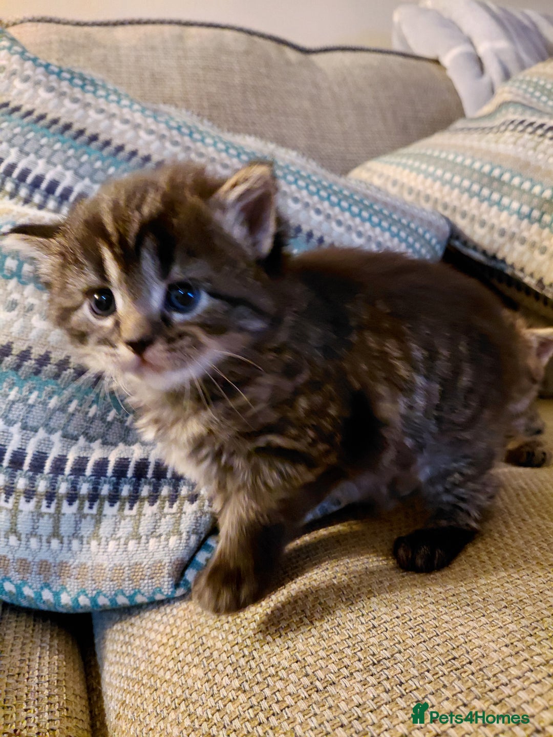 Maine Coon cats for sale: Kittens for sale half main coon - Image 16