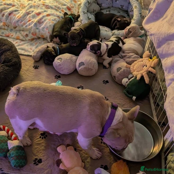 French Bulldog dogs Adorable French Bulldog Puppies - Advert 1