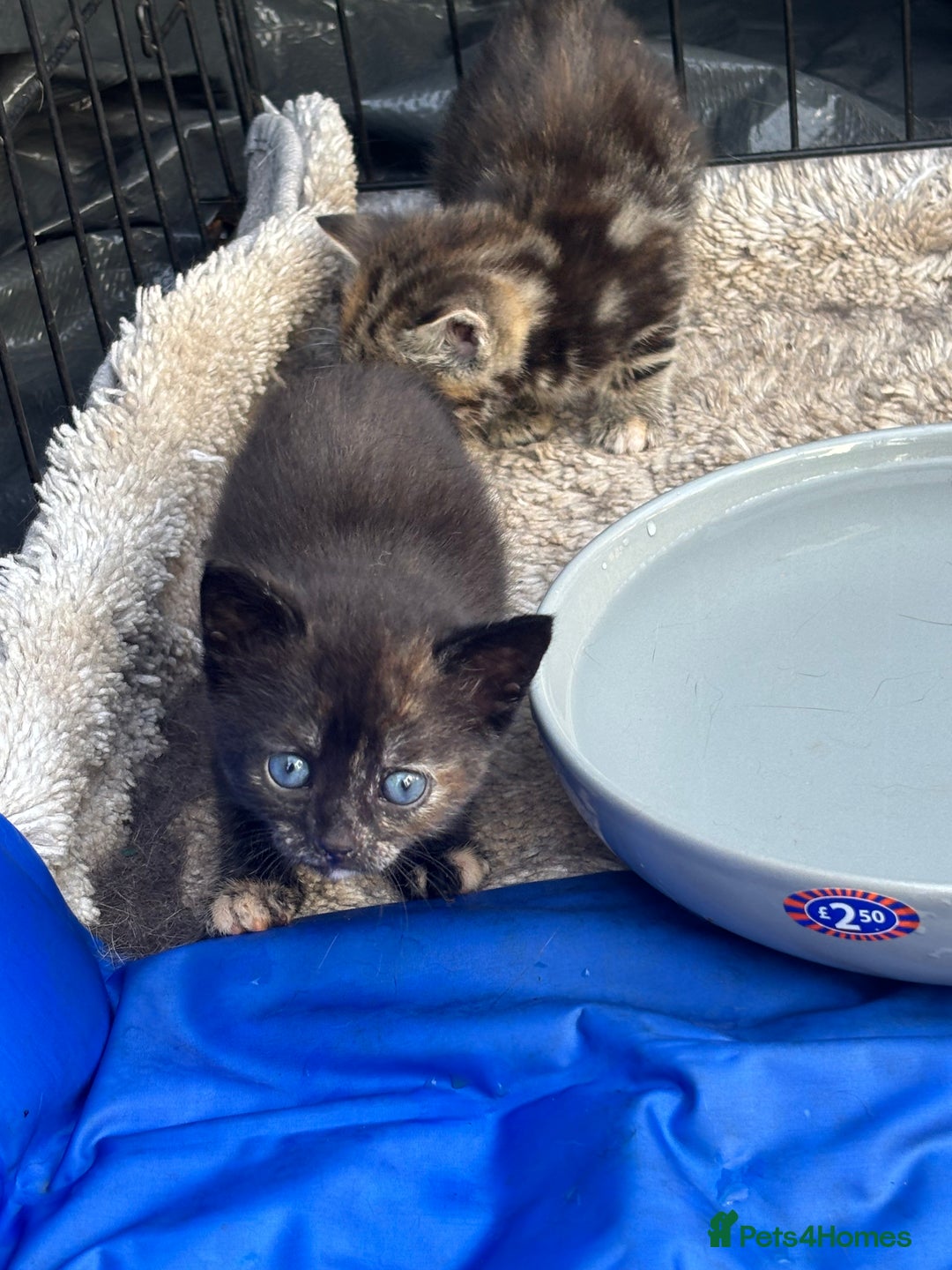 Mixed Breed cats for sale: Kittens ready to leave  - Image 5
