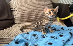 Bengal cats for sale: TICA Bengal kittens for sale . 🐱 - Image 16