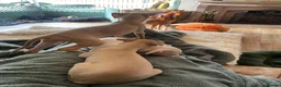 Italian Greyhound dogs for sale: Gorgeous KC Italian Greyhound Boys - Advert 6
