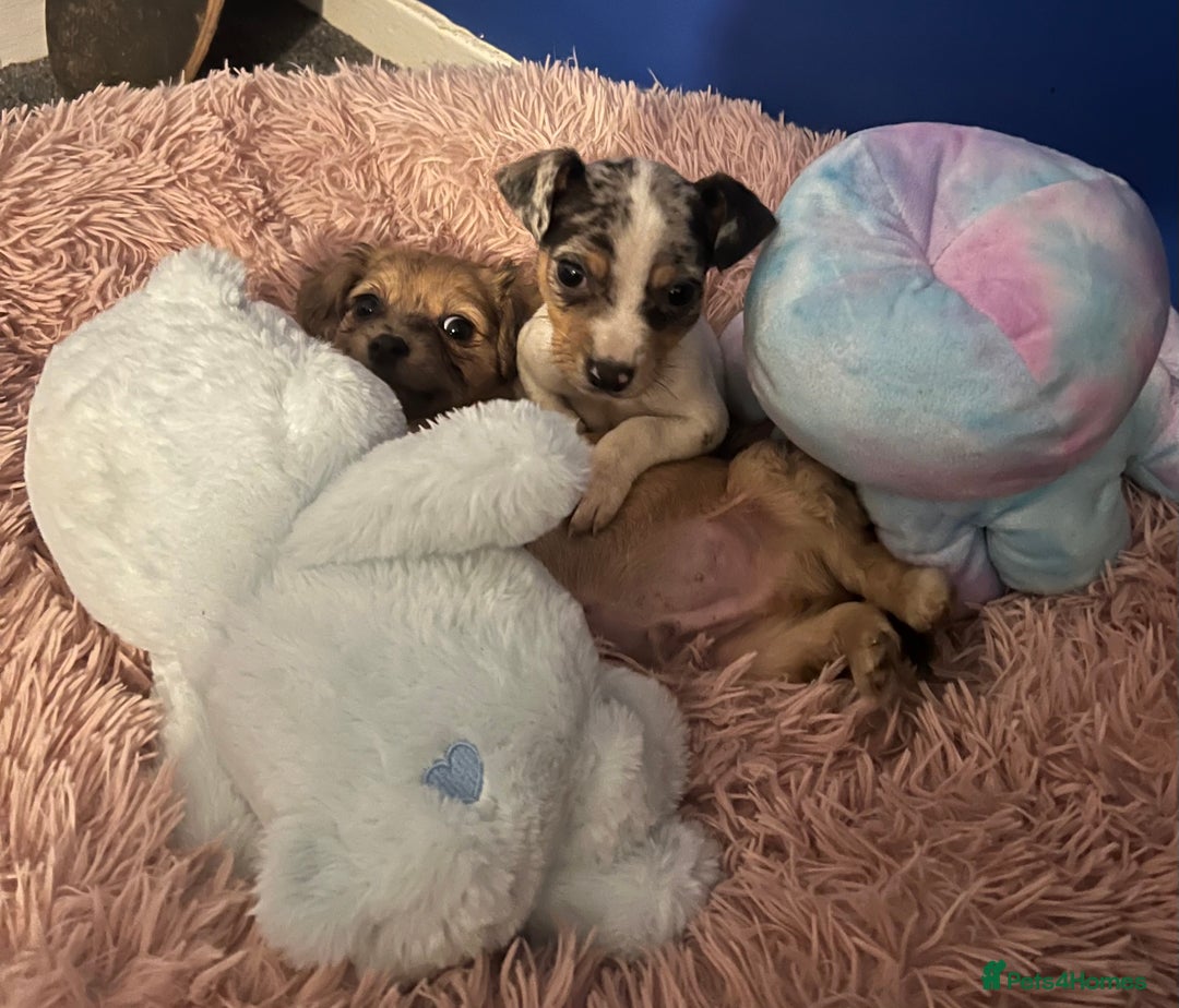 Mixed Breed dogs for sale: Beautiful Woopsie daisy cocker-jack boys  💙 - Image 4