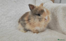 Lionhead rabbits for sale: Double mane lionhead rabbits - Image 10