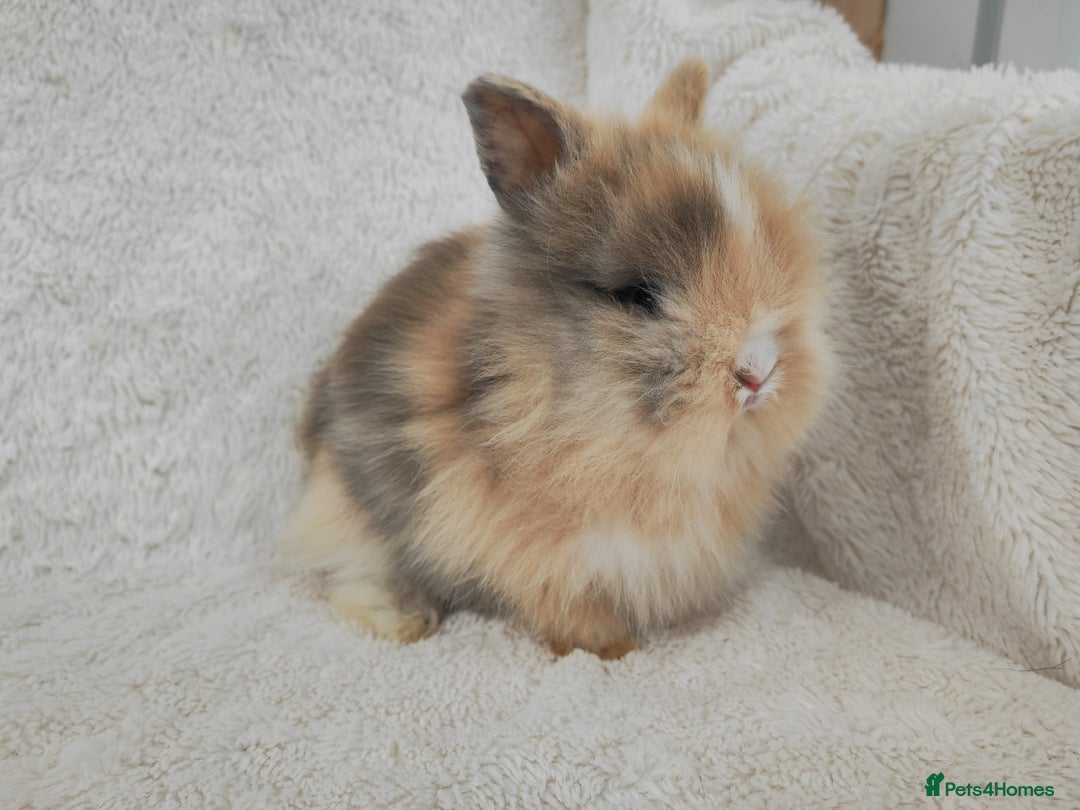 Lionhead rabbits for sale: Double mane lionhead rabbits - Image 10