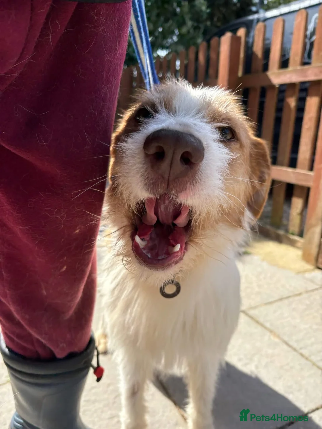 Mixed Breed dogs for adoption: Jester - Norwich Norfolk  - Advert 20