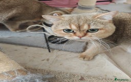 British Shorthair cats for sale: Loving golden british shorthair male - Image 4