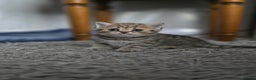 British Shorthair cats for sale: British shorthair  - Advert 9