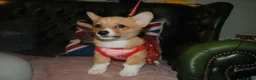 Welsh Corgi Pembroke dogs for sale: Are Beautiful Girls Storm/Darling/Petal - Advert 21