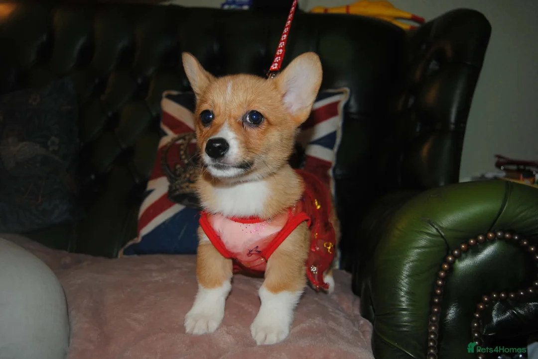 Welsh Corgi Pembroke dogs for sale: Are Beautiful Girls Storm/Darling/Petal - Advert 21