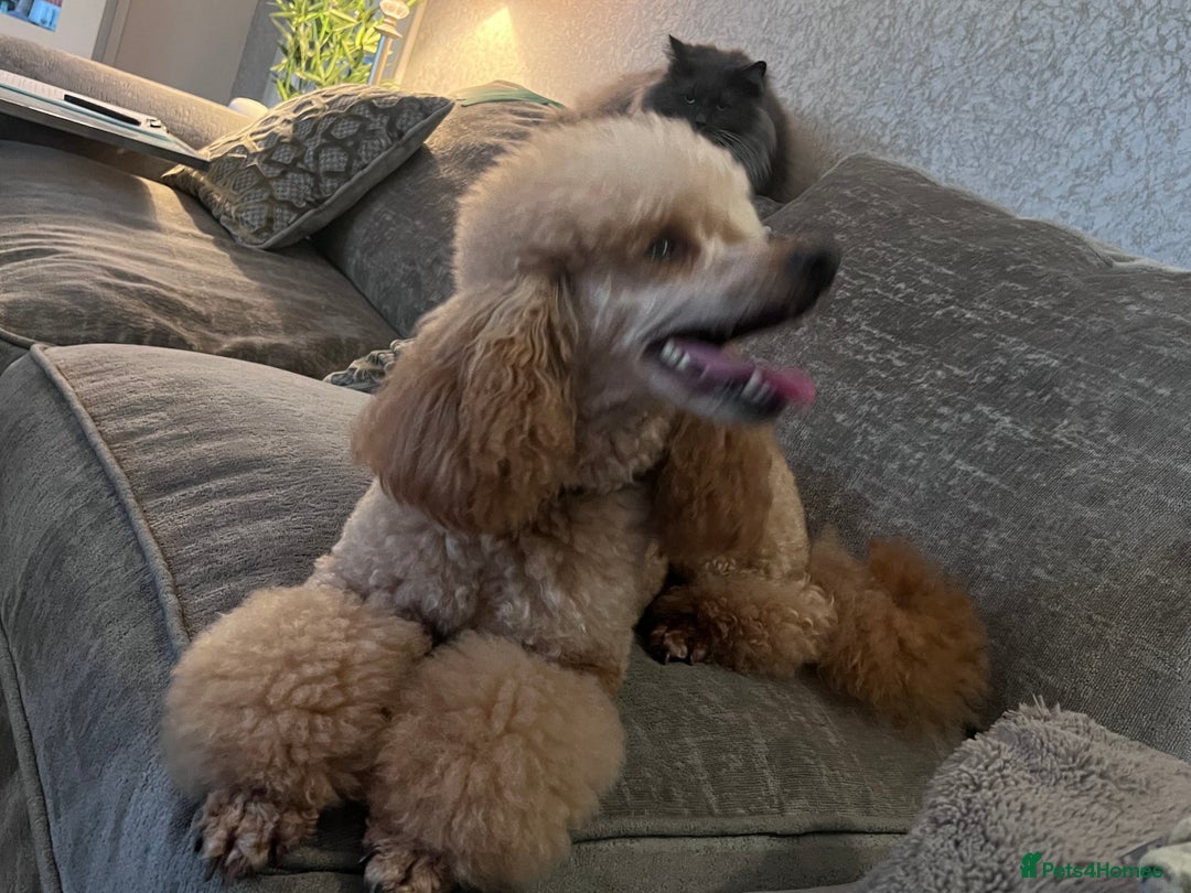 Poochon dogs for sale: *Stunning Poochon puppies* - Image 7