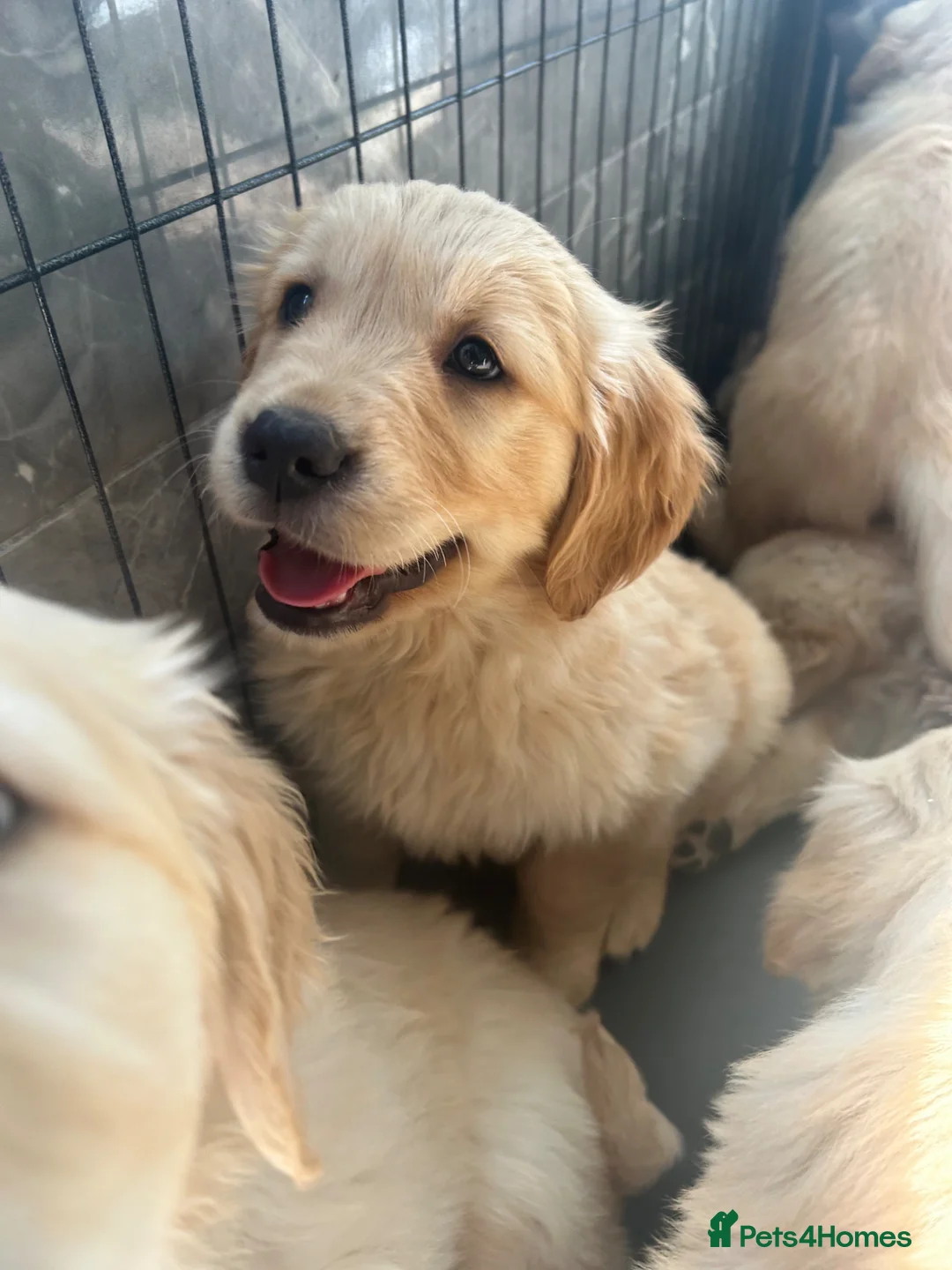 Golden Retriever dogs for sale:  Ready now Kc registered golden retriever puppies - Advert 1