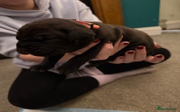 Cane Corso dogs for sale: Large Cane Corso pups - Advert 7