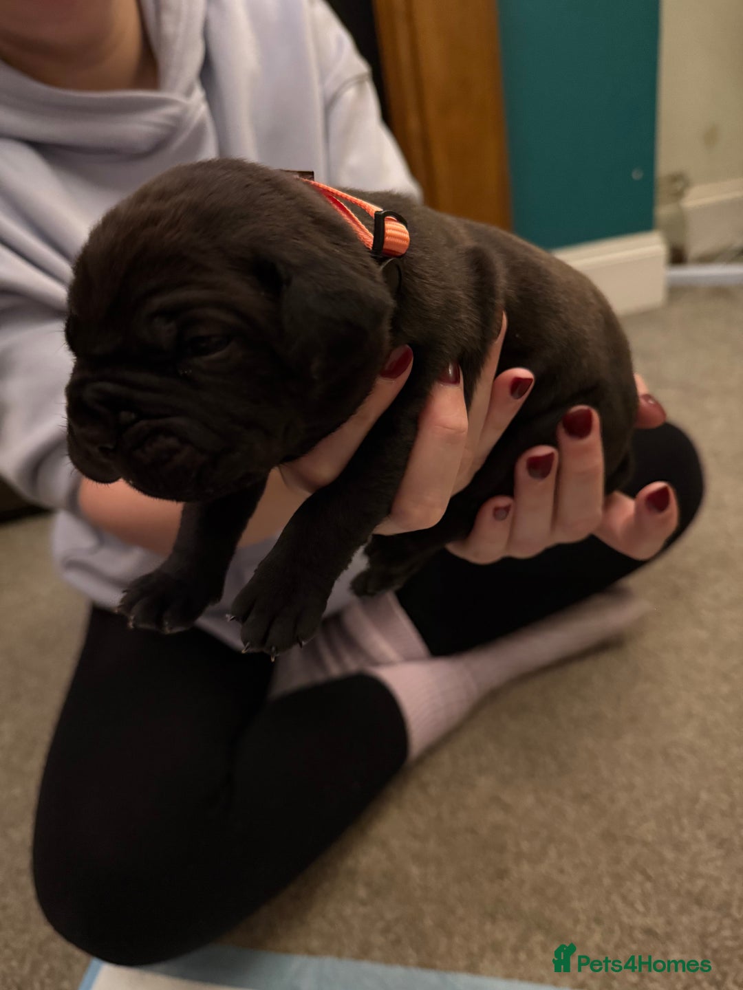 Cane Corso dogs for sale: Large Cane Corso pups - Advert 7