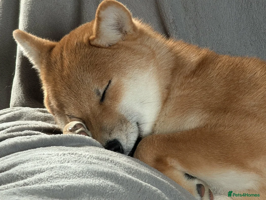 Japanese Shiba Inu dogs for sale: 8 month old Female Japanese Shiba Inu  - Advert 2