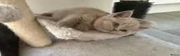 British Shorthair cats for sale: Beautiful lilac British Shorthair kittens  - Advert 13