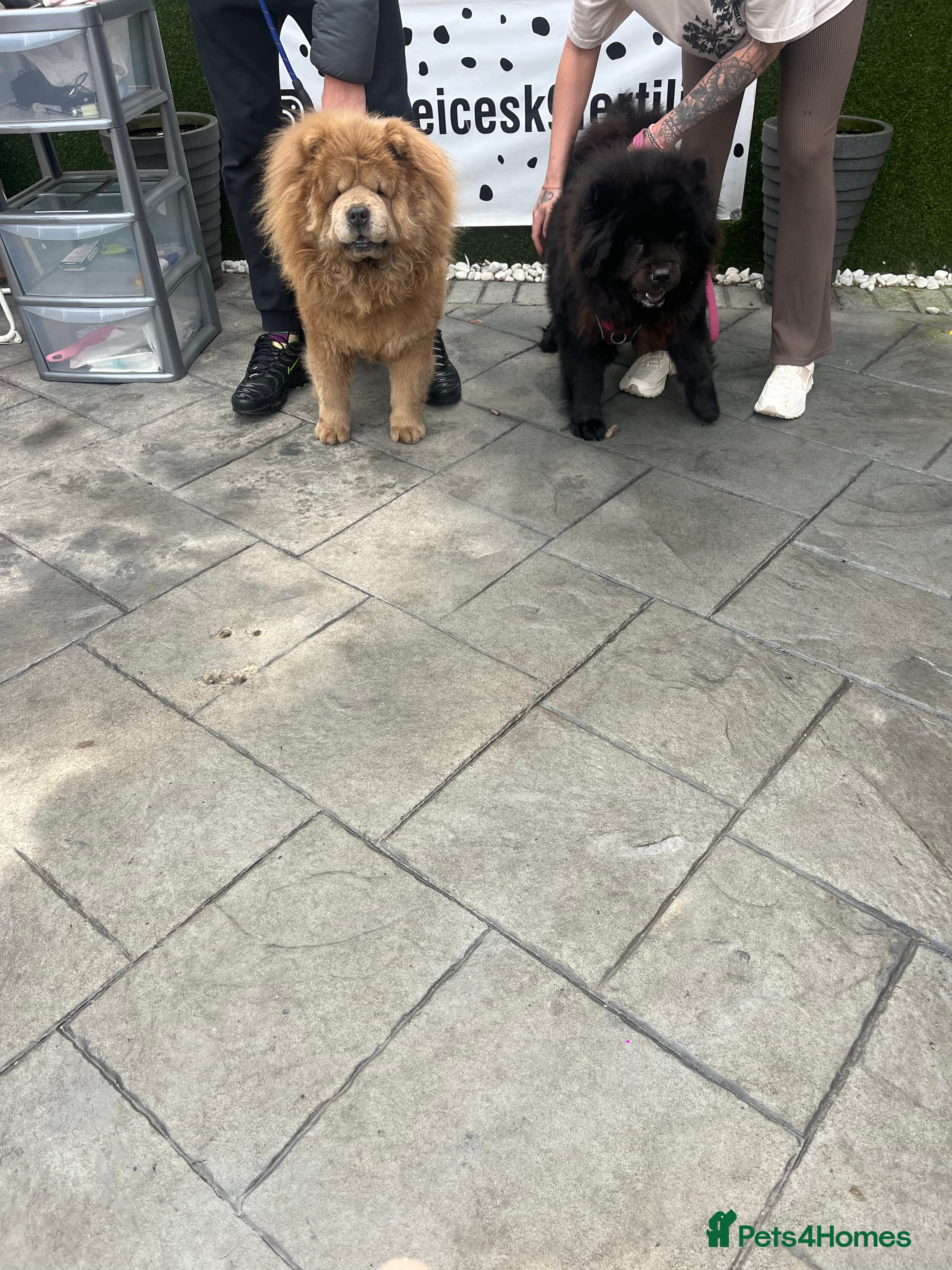 Chow Chow dogs Champion lines Cinnamon Chow Chow Stud 🦁 - Advert 12