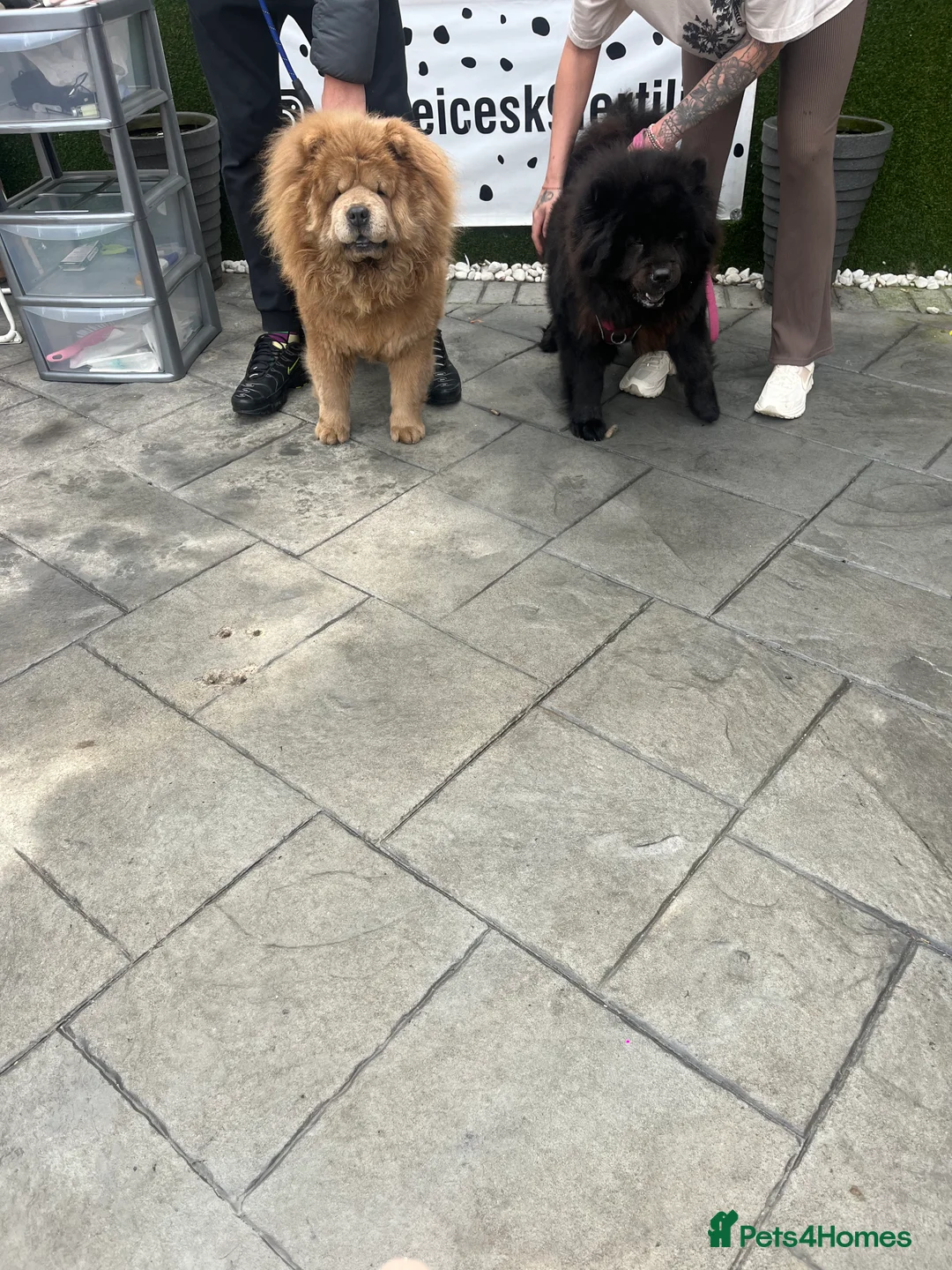 Chow Chow dogs for stud: Champion lines Cinnamon Chow Chow Stud 🦁 - Advert 1