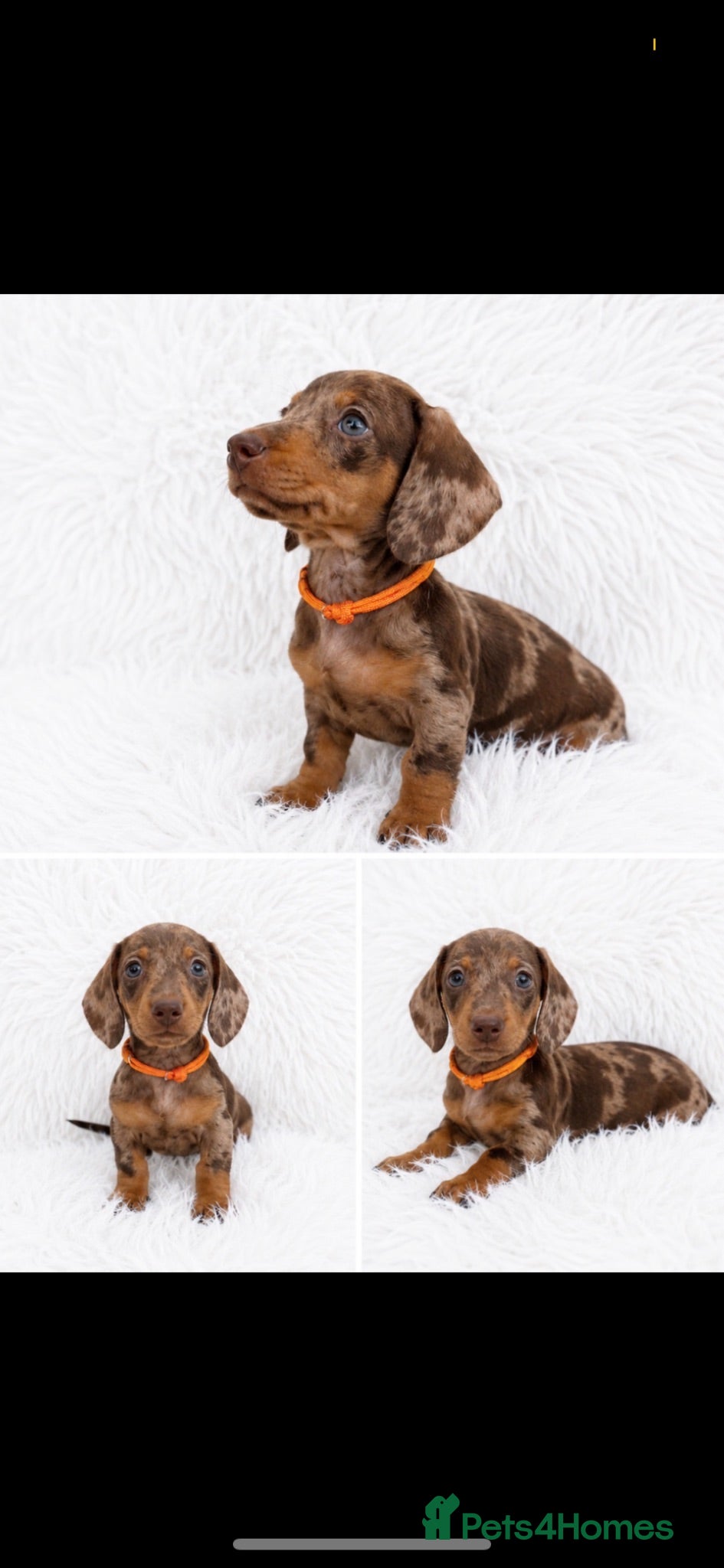 Miniature Dachshund dogs Beautiful Miniature Dachshunds  - Advert 1