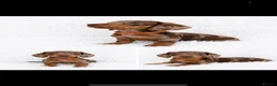 Miniature Dachshund dogs for sale: Beautiful Miniature Dachshunds  - Advert 1