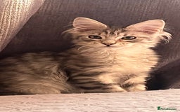 Maine Coon cats for sale: Maine coon kittens available  - Image 7