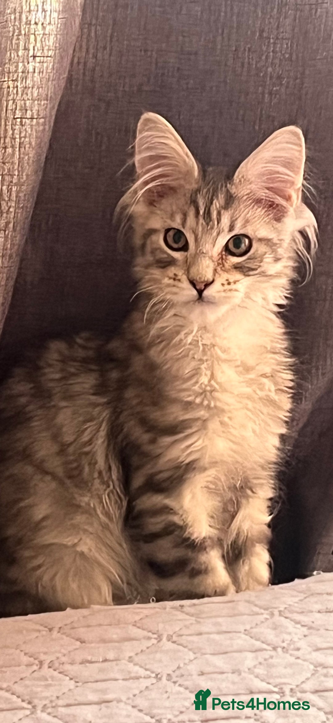 Maine Coon cats for sale: Maine coon kittens available  - Image 7