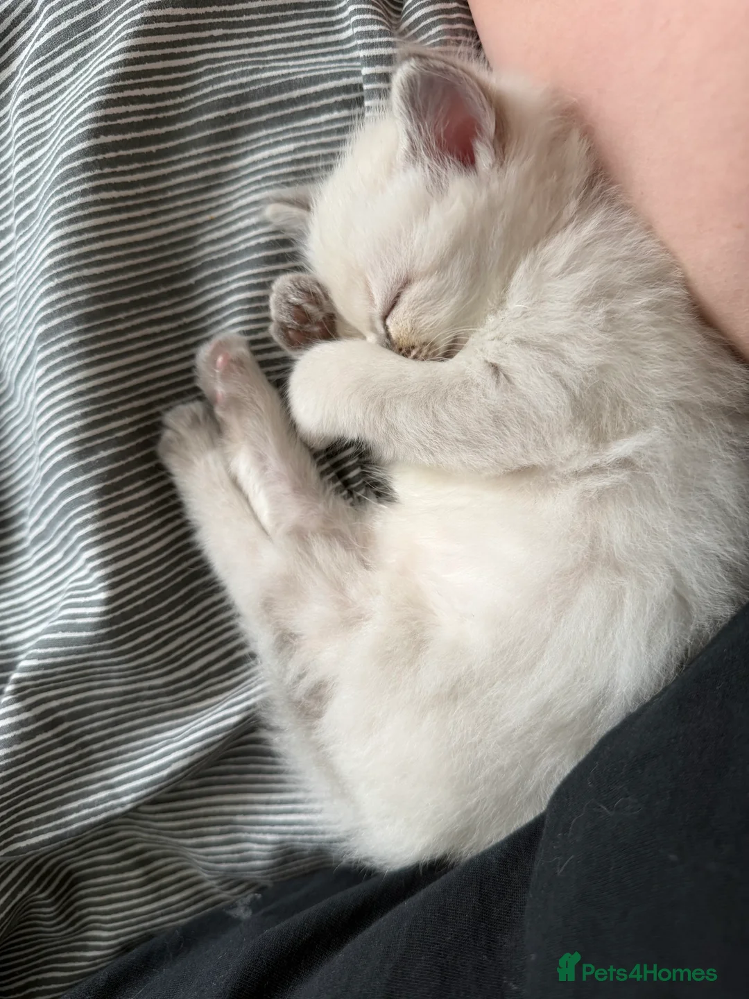 Ragdoll cats for sale: Female ragdoll kitten in Oxford - Advert 8