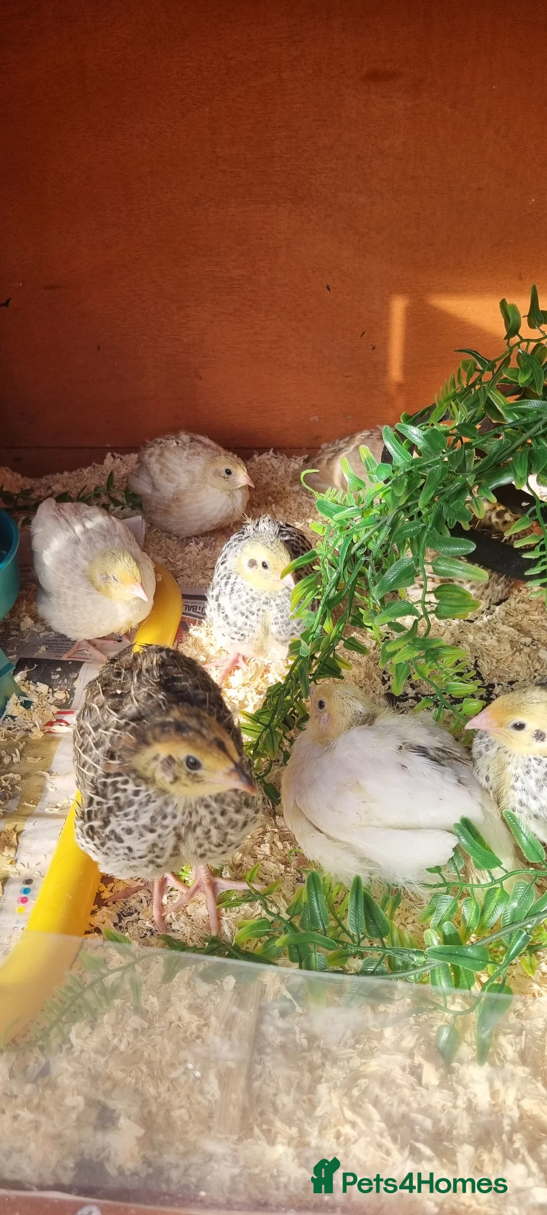 Quail poultry for sale: Coturnix quail chics and hatching eggs  - Advert 7