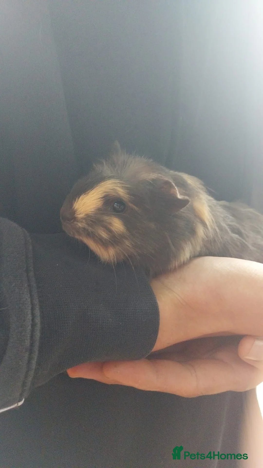 Guinea Pig rodents for sale: 5 female guinea pigs in Liskeard - Advert 2