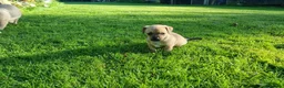 Mixed Breed dogs for sale: Gorgeous little pug mix puppies in Dungannon - Advert 20