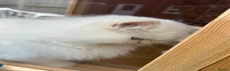 British Longhair cats for sale: British Long Hair Male - Advert 5