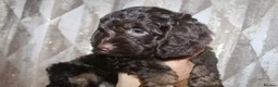 Cockapoo dogs for sale: Cockapoo babies ready from 31st August - Advert 10