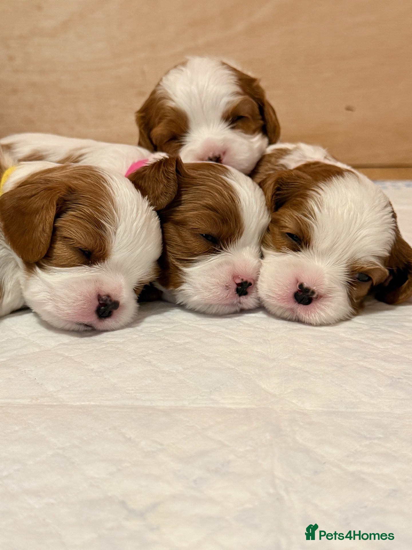 Cavalier King Charles Spaniel dogs Blenheim Cavalier King Charles Puppies - Advert 6