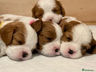 Cavalier King Charles Spaniel dogs Blenheim Cavalier King Charles Puppies - Advert 6