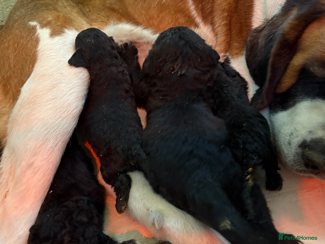 Mixed Breed dogs for sale: f1 St Berdoodle Pups - Image 7