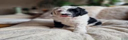 Sheepadoodle dogs for sale: Ultimate Pedigree F1 Sheepadoodles  - Advert 10