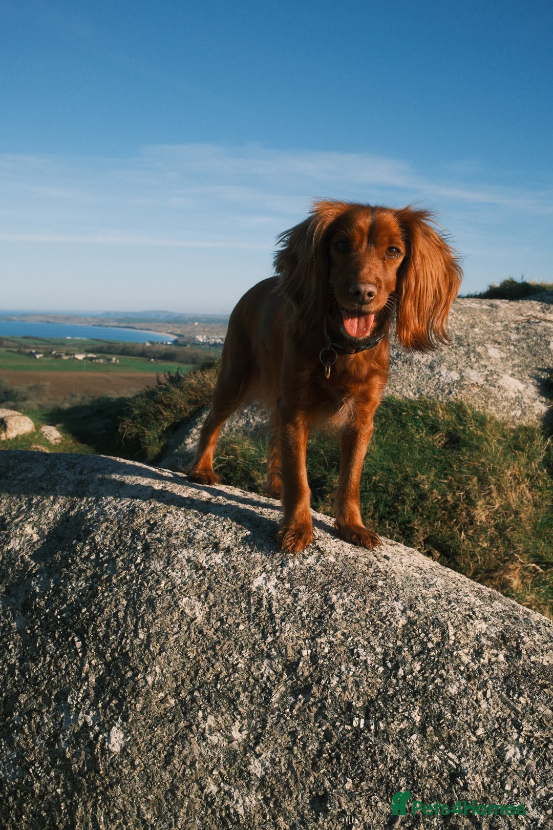 Cockapoo dogs for sale: Cockapoo puppies due May - Advert 3