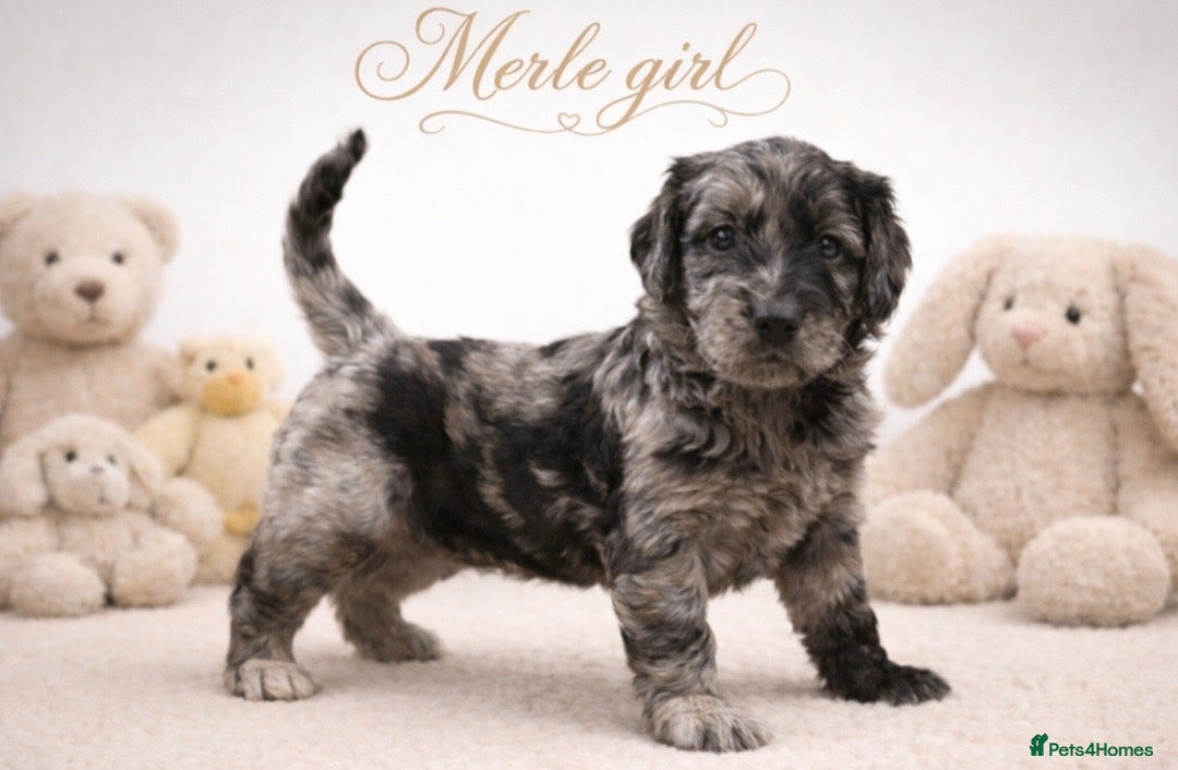 Goldendoodle dogs Beautiful miniature F1 Goldendoodle - Advert 1