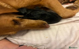 Mixed Breed dogs for sale: Sprockerdor puppies for sale - Image 17