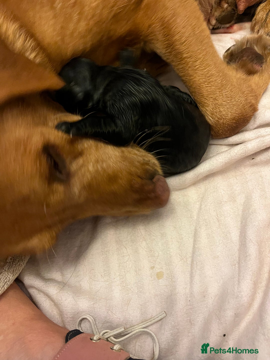 Mixed Breed dogs for sale: Sprockerdor puppies for sale - Image 17