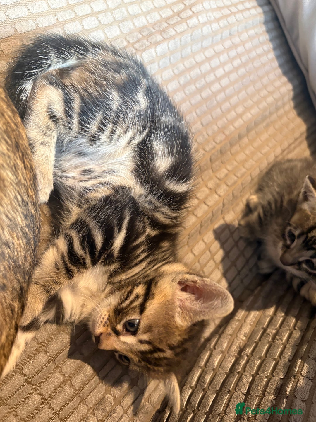 Bengal cats for sale: bengal kittens  - Advert 9