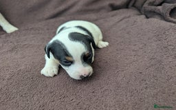 Jack Russell dogs for sale: Delightful Jack Russell Puppies  - Image 12
