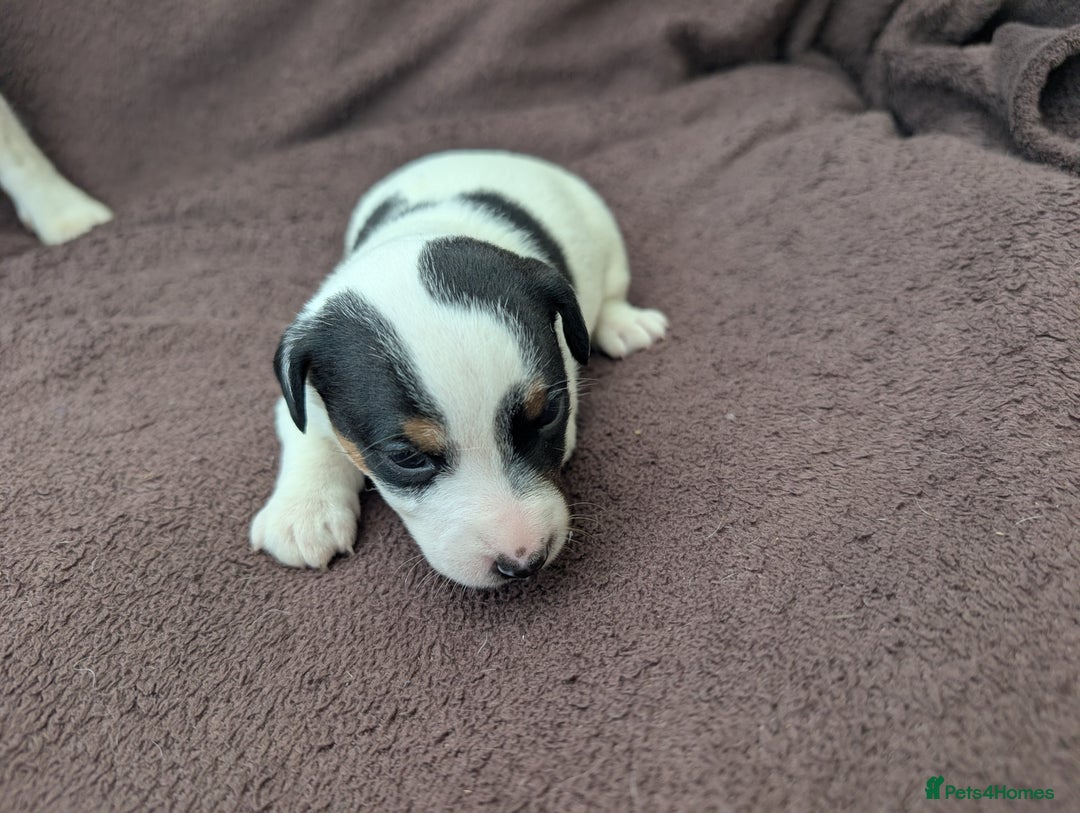 Jack Russell dogs for sale: Delightful Jack Russell Puppies  - Image 12